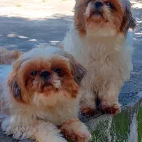 واگذاری شیتزو سوپر فلت تری کالر