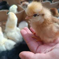 جوجه یک روزه گلپایگانی، کاکلی، اردک  گردن لخت