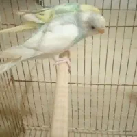 جفت مرغ عشق