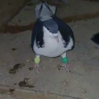 کبوتر سالم سرحال