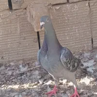 سار|پرنده|چناران, |دیوار