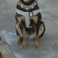 سگ روتوایلر