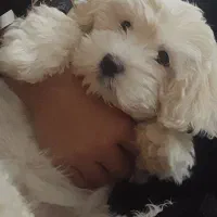 سگ شیتزو کراس|سگ|سبزوار, قصبه غربی|دیوار