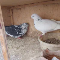 کفتر جفت،،کله دم بور،خال دار،قاره سبز دم سفید