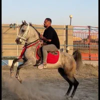 نریان اصیل کرد سواریدار و پرخون