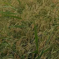 برنج هاشمی دره رود|خوردنی و آشامیدنی|گرمی, |دیوار