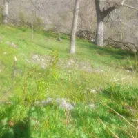 زمین ۳۶۰ متری گزانه(لاریجان)