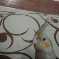 جوجه عروس