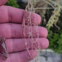 سم پاشی و قارچکشی ویلا و باغ کوچک و بزرگ|خدمات باغبانی و درختکاری|رشت, سعدی (تختی)|دیوار