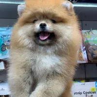 پامرین پرتغالی|سگ|رشت, لاکانی|دیوار