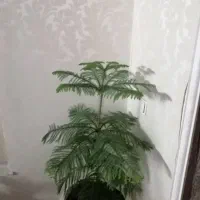 گل کاج مطبق|گل و گیاه طبیعی|شیراز, لاله|دیوار