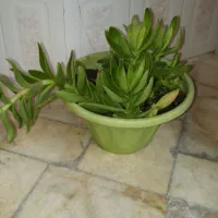 گل ناز رونده