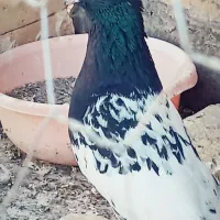 کفتر کله .سرخ