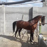 فروش اسب شمشاد|اسب و تجهیزات اسب‌سواری|فلاورجان, |دیوار