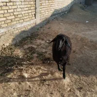 یک راس بره نر قزل افشاری برای نسل کشی|حیوانات مزرعه|شراء, |دیوار