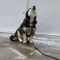 سگ هاسکی پاکوتاه نر ۱۰ ماهه