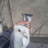 کفتر ماده سبز روشن کلایی