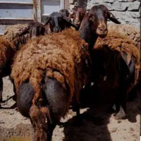 میش هترو