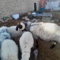 قوچ بزری