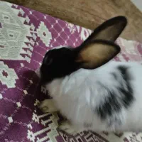 خرگوش بامزه|موش و خرگوش|قم, اسمعیل آباد|دیوار