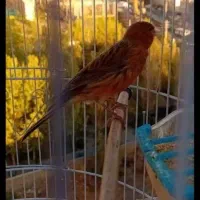 قناری نر و ماده|پرنده|کرج, عظیمیه|دیوار