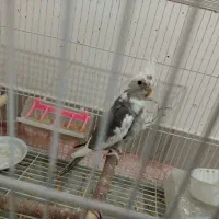 عروس هلندی البینو دوکت نر|پرنده|جوین, |دیوار