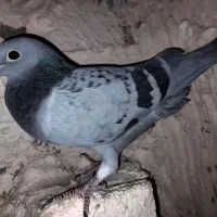 ماده پولک مسافتی نژادکولباکی|پرنده|چناران, |دیوار