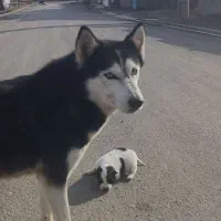 سگ هاسکی|سگ|ایواوغلی, |دیوار