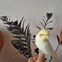 عروس هلندی نر