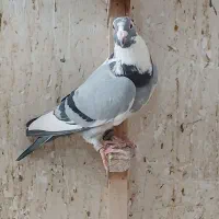 کفتر پلاکی و مسافتی وشناسنامه دار|پرنده|شیراز, شهرک زینبیه|دیوار