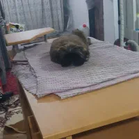 بچه سگ شیتزو|سگ|اسلام‌شهر, شهرک انبیا|دیوار