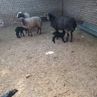 فروش میش و بره