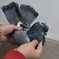 کفتر|پرنده|صباشهر, |دیوار