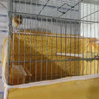 دو عدد قناری نر مست و ۳ عدد قناری ماده|پرنده|ملایر, |دیوار