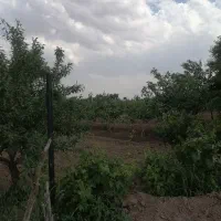 زمین کشاورزی ۸/۵ هکتاری در مامونیه متری ۱۰۰|فروش زمین و ملک کلنگی|تهران, بوستان ولایت|دیوار