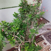 فروش گل