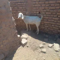 گوسفند پاکستانی  و کوهی