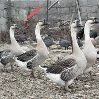 قوغاز اکراینی اصل|حیوانات مزرعه|ساری, |دیوار