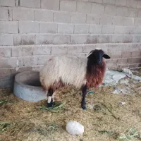 میش‌بز دوتا عدد دوبر ترکی چاق مست داشتی و بزوبیگ