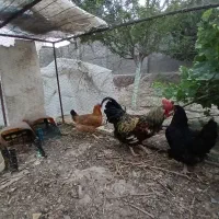 مرغ و خروس