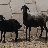 میش تخم دو قل و بره سیاکبود جوان
