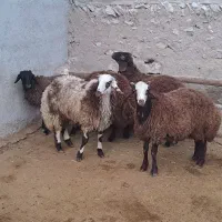 بره نر درجه یک گوسفند بز میش|حیوانات مزرعه|همدان, |دیوار