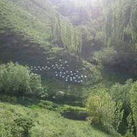 عسل صددرصد طبیعی ب شرط ازمایش
