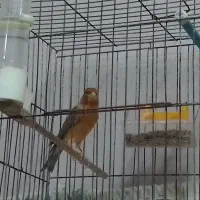 قناری سوخته