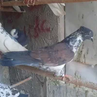 کبوتر کبکی
