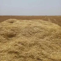 کاه گندم دیم