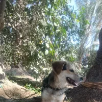 سگ پا کوتاه اصل|سگ|جیرفت, |دیوار