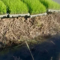 ۱۳عددسینی‌هاشمی‌اماده‌نشا