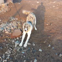 سگ 6 ماهه|سگ|بیرجند, |دیوار