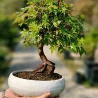 بونسای افرا|گل و گیاه طبیعی|تهران, الهیه|دیوار